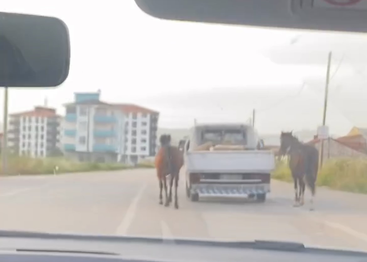 Bursada Tepki Çeken Görüntü: Atları Aracın Arkasına Bağlayıp Koşturdu