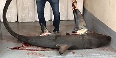 Marmara Denizinde dev köpek balığı yakalandı